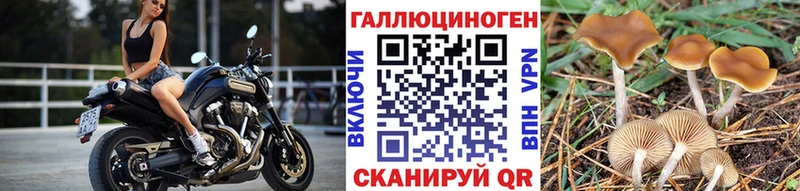 Галлюциногенные грибы Cubensis Элиста